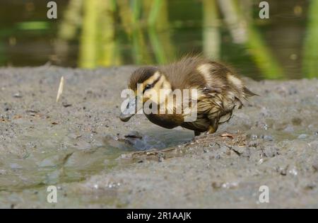 Mallard-Ente, die im Geist Reservoir durch den Schlamm nach Würmern forscht Stockfoto
