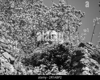 Saarbürog Stadt am saar Fluss Stockfoto