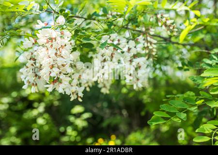 Weiße Akazien an einem sonnigen Tag. Duftende, köstliche Blumen auf dem Baum. Frische Blütenblätter von Pseudoakazienblüten. Zierhonigpflanze mit Pollen auf der Sonne Stockfoto