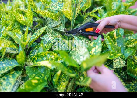 Frauenhände schneiden die getrockneten Blätter mit einer Schnittschere im Garten ihres Hauses Stockfoto
