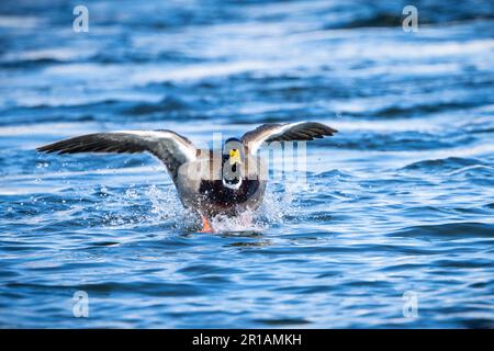 Mallard Duck Landing auf dem eiskalten Wasser der St. Der Lawrence-Fluss Stockfoto