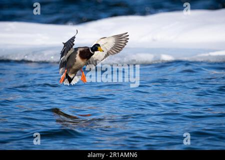 Mallard Duck Landing auf dem eiskalten Wasser der St. Der Lawrence-Fluss Stockfoto