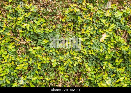 Eine große Wand aus grünem Laub bedeckt eine Ziegelwand und bietet viel Platz für Kopien. Stockfoto
