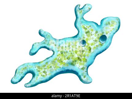 Bakterien-Nahaufnahme, einzellige Protozoen-Mikroorganismen. Farbdarstellung für den Druck in Lehrbüchern, medizinischen Broschüren, Aufklebern, Postern und anderen Druckformen. Mikrobiologie. Qualitativ hochwertige Darstellung Stockfoto