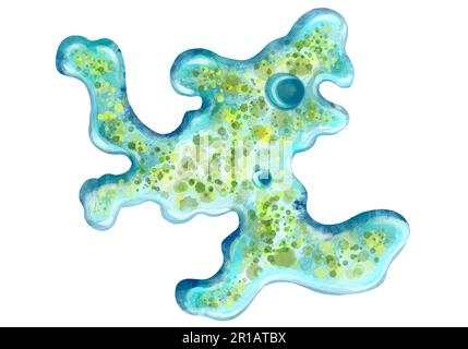 Bakterien-Nahaufnahme, einzellige Protozoen-Mikroorganismen. Farbdarstellung für den Druck in Lehrbüchern, medizinischen Broschüren, Aufklebern, Postern und anderen Druckformen. Mikrobiologie. Qualitativ hochwertige Darstellung Stockfoto