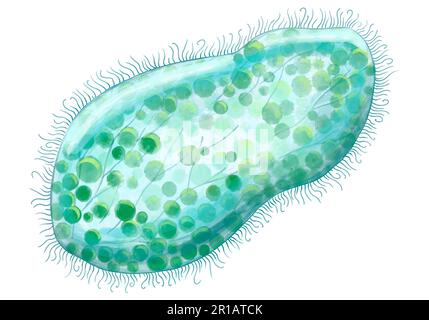 Bakterien-Nahaufnahme, einzellige Protozoen-Mikroorganismen. Farbdarstellung für den Druck in Lehrbüchern, medizinischen Broschüren, Aufklebern, Postern und anderen Druckformen. Mikrobiologie. Qualitativ hochwertige Darstellung Stockfoto