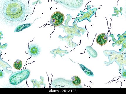 Bakterien, einzellige Protozoen, Algen. Nahtloses Muster für den Druck in Lehrbüchern, medizinischen Broschüren, Verpackungen, Textilien und anderen Polygrafien. Farbdarstellung der Mikrobiologie. Qualitativ hochwertige Darstellung Stockfoto