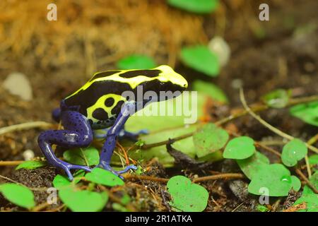 Färberfrosch / Färbender Dartfrosch / Dendrobates tinctorius Stockfoto