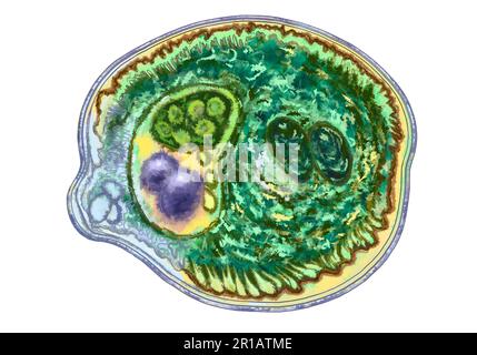 Bakterien-Nahaufnahme, einzellige Protozoen-Mikroorganismen. Farbdarstellung für den Druck in Lehrbüchern, medizinischen Broschüren, Aufklebern, Postern und anderen Druckformen. Mikrobiologie. Qualitativ hochwertige Darstellung Stockfoto