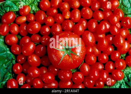 Ein Burpee Big Boy und die Kirschen... große rote Tomaten, umgeben von Kirschtomaten auf Spinat, Missouri, USA Stockfoto