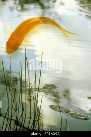 Großer Goldfisch aus Coi oder Karpfenfisch im See wartet mit schwimmenden Lilienmuscheln und Schilf in der Nähe von Ufer, Missouri, USA Stockfoto