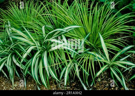 Dekorative Gräser, Spinnenpflanze, entlang des Weges wie Border, Missouri, USA Stockfoto