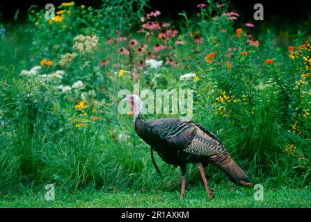 Meleagris gallopavo, ein männlicher wilder truthahn, hat an einem Sommertag in Missouri, USA, einen entspannten Spaziergang in einem Garten voller Wildblumen zu Unternehmen Stockfoto