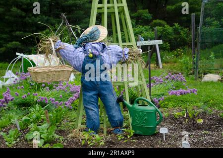 Eine Vogelscheuche im neu gepflanzten und blühenden Frühlingskräutergarten mit Strohhut, Yarmouth Community Garden, Maine, USA Stockfoto