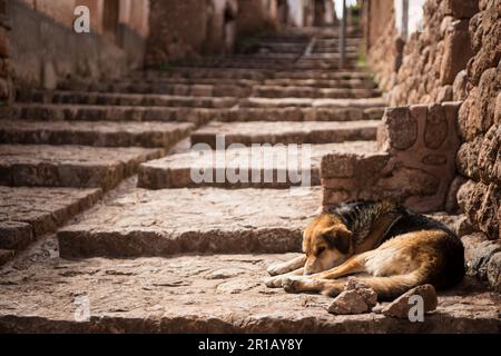 Ein hungriger streunender Hund, der auf ein paar Stufen lag Stockfoto