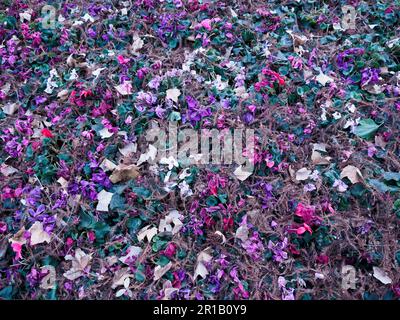 Nahaufnahme von Wilted Flowers Stockfoto