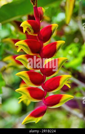 Bunte rote und gelbe Hummer-Krallen-Helikonie. Stockfoto