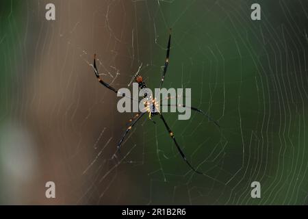 Eine Spinne, die in ihrem Netz sitzt und die komplexen Details des Gurtbandes und des Körpers der Spinne zeigt Stockfoto