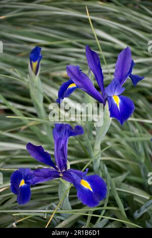 Mehrjährige Irispflanzen blühen im Frühling zu romantischen violetten Irisblüten Stockfoto