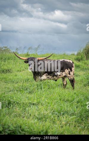 Texas Longhorn-Rinder stehen nach vorn in einer reichen grünen, langen Graskoppel an den Atherton Tablelands im australischen Norden von Queensland. Stockfoto
