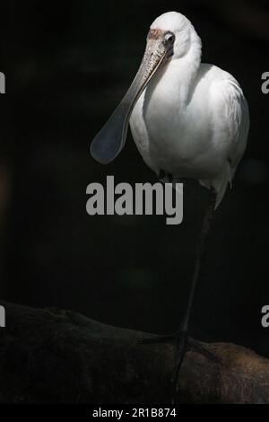 Ein einziger Royal Spoonbill, der auf einem Bein in einem wunderschönen Nachmittagslicht in einem Teich im Touristenmekka Port Douglas in Queensland, Australien, steht. Stockfoto