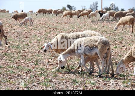 Schafbestand in einer trockenen landwirtschaftlichen Landschaft Marokkos Stockfoto