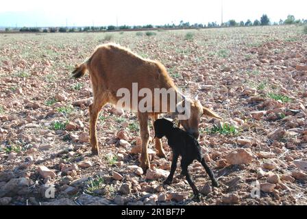 Mutter Ziege und ihr Baby auf einer Wüstenweide in Marokko Stockfoto