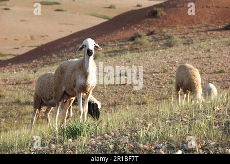 Schafbestand in der Wüstenlandschaft Marokkos Stockfoto