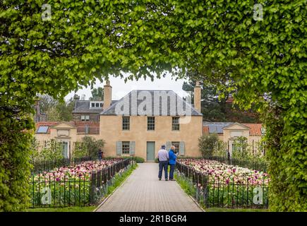 Edinburgh, Großbritannien. 12. Mai 2023. 12. Mai 2023 Royal Botanic Gardens Edinburgh. Wetter, Gärten, Tulipomania ist eine farbenfrohe Ausstellung von 15000 Tulpen in voller Blüte vor dem Botanic Cottage, ein echtes Spektakel von Farbe und Schönheit für Besucher der historischen Gärten im Frühling. Bildnachweis: phil wilkinson/Alamy Live News Stockfoto