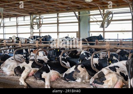 Holsteinische Milchkühe, die bequem in der Freistallenscheune liegen. Stockfoto