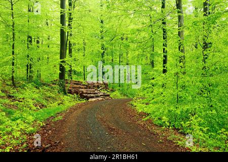 Waldstraße durch natürlichen Buchenwald im Frühling, frisches Grün, Holzstapel, große alte Buchenbäume, Steigerwald, Bayern, Deutschland Stockfoto