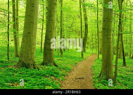 Der Wanderweg schlängelt sich durch halbnatürliche Buchenwälder im Frühling, frisches grünes Laub, zum UNESCO-Weltkulturerbe gehörende Urwälder der Buchenwälder in den Karpaten Stockfoto