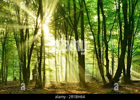 Lichtdurchfluteter, unberührter Buchenwald mit viel Totholz am frühen Morgen, Sonne scheint durch Nebel, Reinhardswald, Hessen, Deutschland Stockfoto