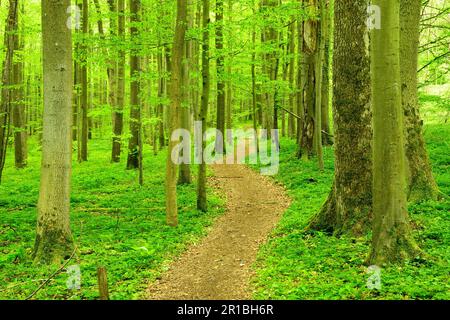 Der Wanderweg schlängelt sich durch halbnatürliche Buchenwälder im Frühling, frisches grünes Laub, zum UNESCO-Weltkulturerbe gehörende Urwälder der Buchenwälder im Stockfoto