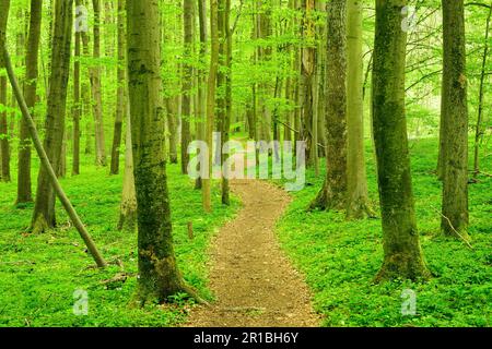 Der Wanderweg schlängelt sich durch halbnatürliche Buchenwälder im Frühling, frisches grünes Laub, zum UNESCO-Weltkulturerbe gehörende Urwälder der Buchenwälder im Stockfoto