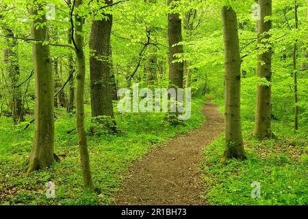 Der Wanderweg schlängelt sich durch halbnatürliche Laubwälder, zum UNESCO-Weltkulturerbe gehörende uralte Buchenwälder in den Karpaten und alte Buchenwälder Stockfoto