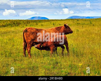 Hausrinder auf einer Weide, Kühe als Saugkalb, Festland, Orkney-Inseln, Schottland, Großbritannien Stockfoto