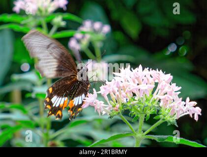 gemeiner mormon (Papilio polytes), in Gefangenschaft, Vorkommen Asien Stockfoto