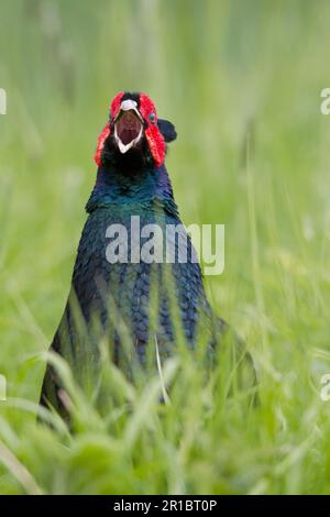 Gewöhnlicher Fasan (Phasianus colchicus) dunkle Form, erwachsener Mann, Nahaufnahme von Kopf und Brust, ruft, steht inmitten von Gras, Berwickshire, Schottisch Stockfoto