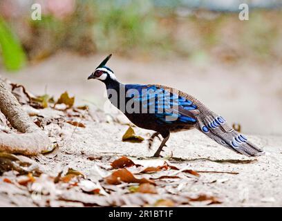 Palawan-Pfaufasan (Polyplectron napoleonis), männlich, wandernd, Puerto Princesa, unterirdischer Fluss N. P. Saint Paul Gebirgskette, Palawan Stockfoto