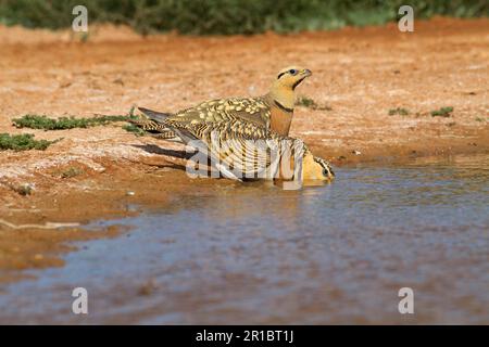 Sandhühner (Pterocles alchata), erwachsenes Paar, Trinken am Pool, Aragon, Spanien Stockfoto