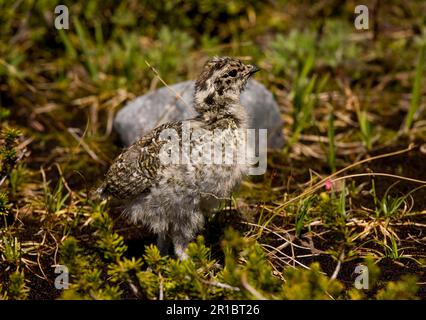 Ptarmigan-Weichschildkröte (Lagopus leucurus), Mount Rainier, Cascade Mountains, Washington (U.) S. A. Stockfoto