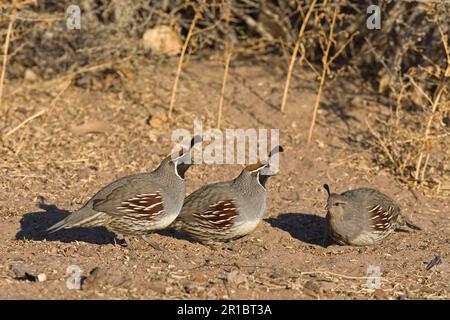 Gambel-Wachtel (Callipepla gambelii), zwei ausgewachsene männliche und eine ausgewachsene weibliche Fütterung von Samen, Bosque del Apache, New utricularia ochroleuca Stockfoto