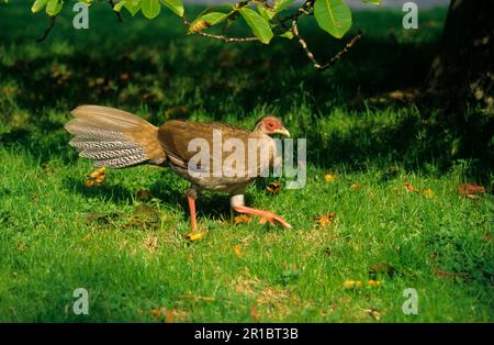 Silberfasan (Lophura nycthemera), Silberfasan, Fasan, Hühnervögel, Tiere, Vögel, Fasan, Silberne Frau Stockfoto