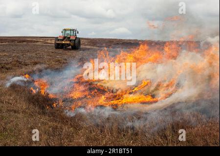 Wildhüter, die Heidekraut auf Moorland verbrennen, um neues Wachstum für Moorhühner zu fördern, Arkengarthdale Moor, North Yorkshire, England, Großbritannien Stockfoto