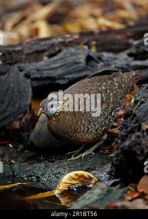 Scaly-Breasted Partridge (Arborophila chloropus), Erwachsener, nähert sich Waldbecken, Kaeng Krachan N. P. Thailand Stockfoto