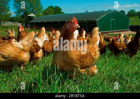 Hähnchen aus heimischem Anbau, Hähnchen aus biologischem Anbau, Hühnerstall im Hintergrund, England, Großbritannien Stockfoto