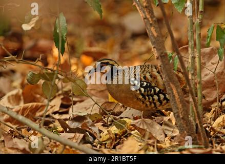 Rebhuhn mit Barthuhn (Arborophila brunneopectus), ausgewachsen, steht inmitten von Laubstreu auf dem Waldboden, Kaeng Krachan N. P. Thailand Stockfoto