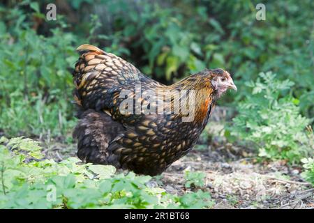 Orpington Hühner, Orpington Hühner, reinrassige Hühner, Geflügel, Hausgeflügel, Hühnervögel, Nutztiere, Tiere, Vögel, Hähnchen, Mit Goldschnürung Stockfoto