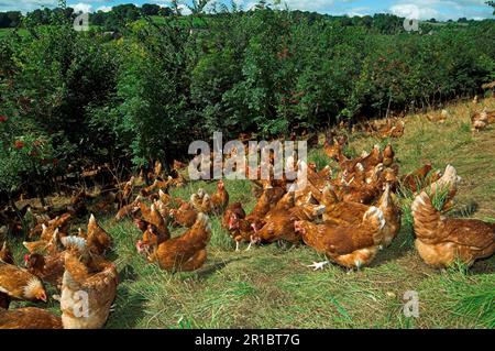 Hausgeflügel, Hühner aus Freilandhaltung, die sich unter jungen Bäumen in einem bepflanzten Waldgebiet in England, Großbritannien ernähren Stockfoto